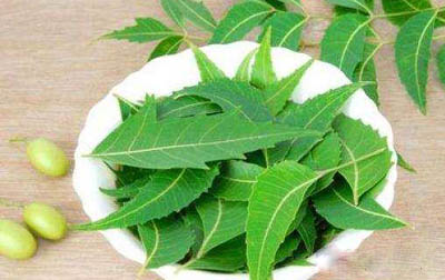 neem-leaves-